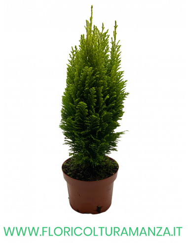 CHAMAECYPARIS LAWSONIANA ELLWOODII VASO 13