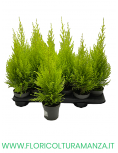 CUPRESSUS GOLDCREST WILMA VASO 10
