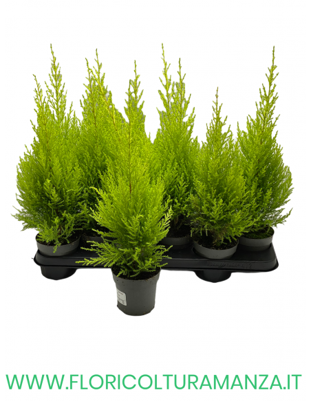 CUPRESSUS GOLDCREST WILMA VASO 10