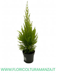 CUPRESSUS GOLDCREST WILMA VASO 10 2