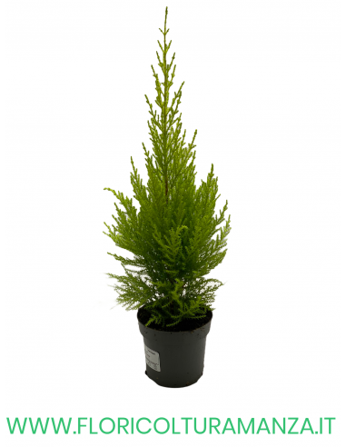 CUPRESSUS GOLDCREST WILMA VASO 10