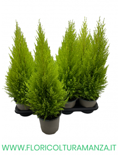 CUPRESSUS GOLDCREST WILMA VASO 14