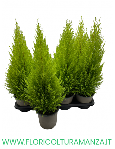 CUPRESSUS GOLDCREST WILMA VASO 14