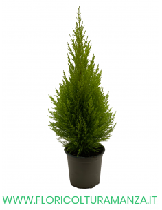 CUPRESSUS GOLDCREST WILMA VASO 14 2