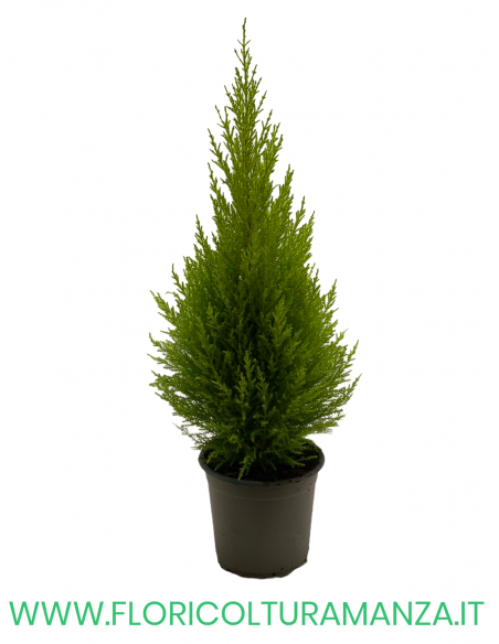 CUPRESSUS GOLDCREST WILMA VASO 14