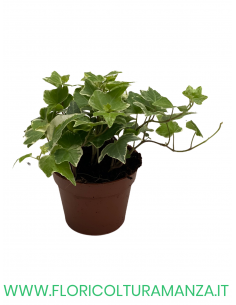 EDERA VASO 8,5 2