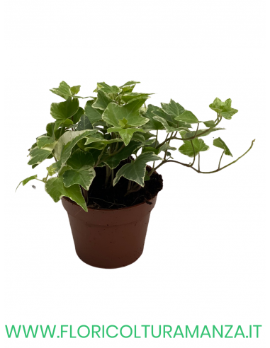EDERA VASO 8,5