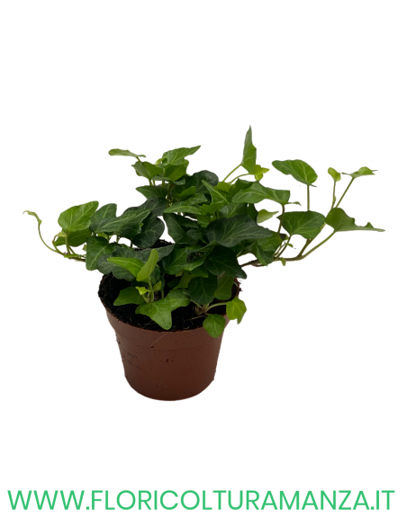 EDERA VASO 8,5