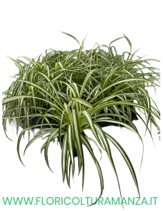 CHLOROPHYTUM  FALANGIO VASO 9