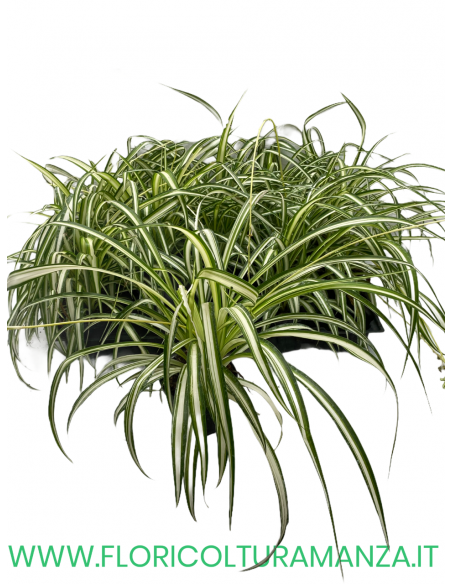 CHLOROPHYTUM  FALANGIO VASO 9