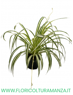 CHLOROPHYTUM  FALANGIO VASO 9 2