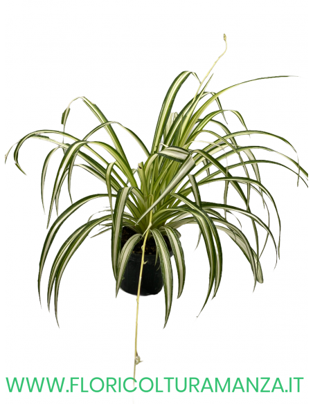 CHLOROPHYTUM  FALANGIO VASO 9