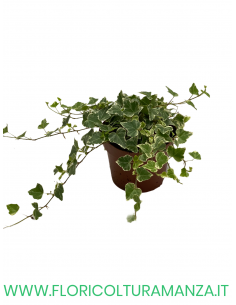 EDERA VASO 13 2