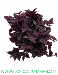 TRADESCANTIA