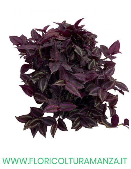 TRADESCANTIA