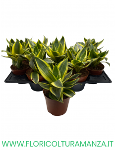 SANSEVIERIA VASO 10