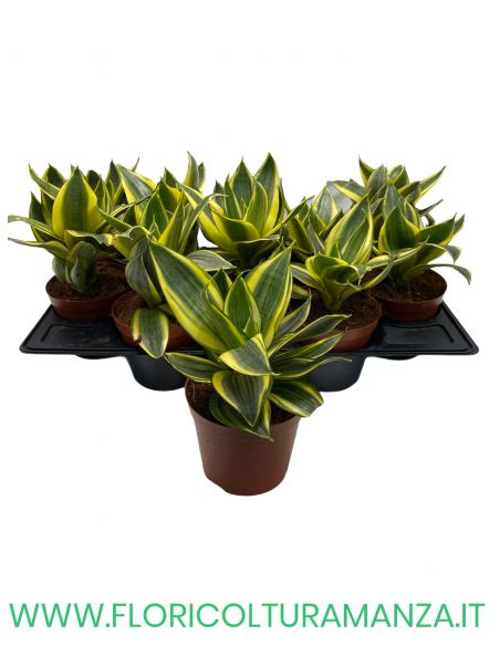 SANSEVIERIA VASO 10