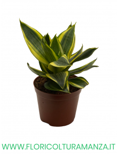 SANSEVIERIA VASO 10 2