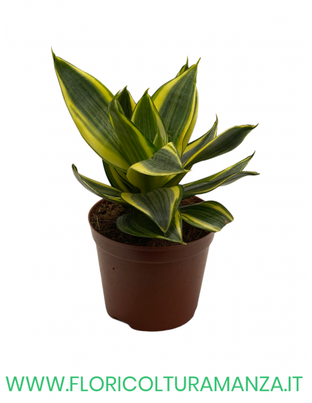 SANSEVIERIA VASO 10