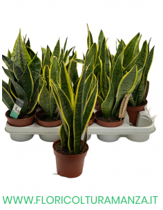 SANSEVIERIA VASO 12