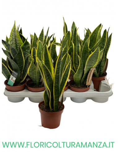 SANSEVIERIA VASO 12
