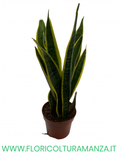 SANSEVIERIA VASO 12 2