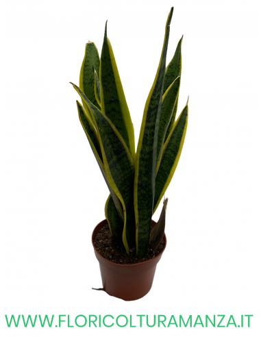 SANSEVIERIA VASO 12