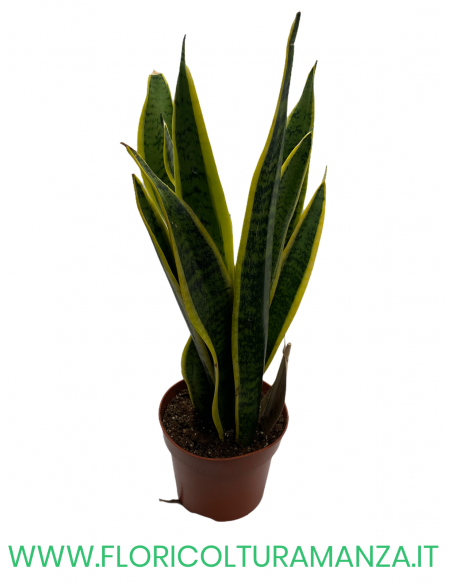 SANSEVIERIA VASO 12