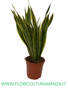 SANSEVIERIA VASO 20