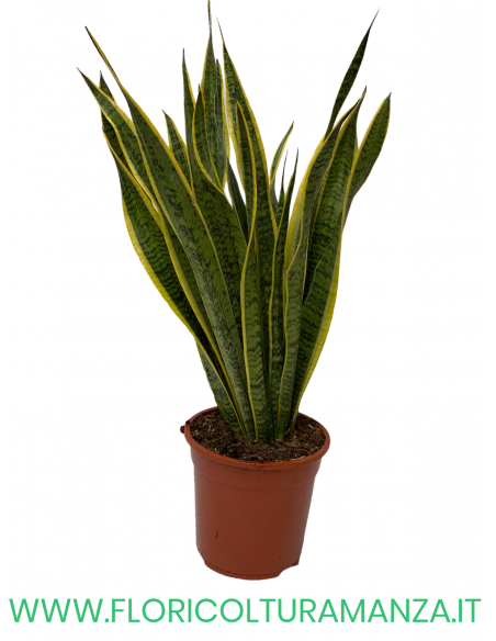 SANSEVIERIA VASO 20