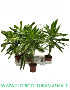 DRACENA VASO 11