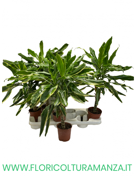 DRACENA VASO 11