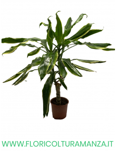 DRACENA VASO 11 2