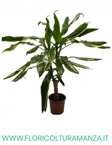 DRACENA VASO 11