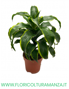 DRACENA VASO 17