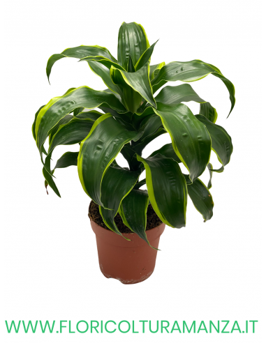 DRACENA VASO 17