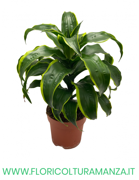 DRACENA VASO 17