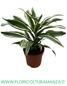 DRACENA VASO 17 2