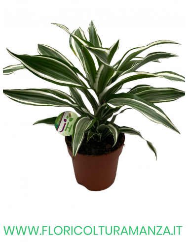 DRACENA VASO 17