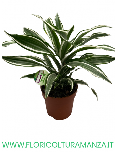 DRACENA VASO 17