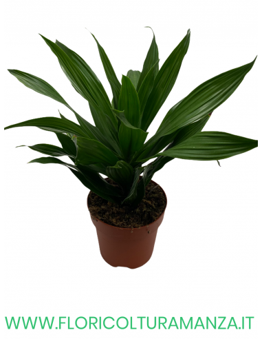 DRACENA VASO 17