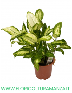 DIEFFENBACHIA VASO 18