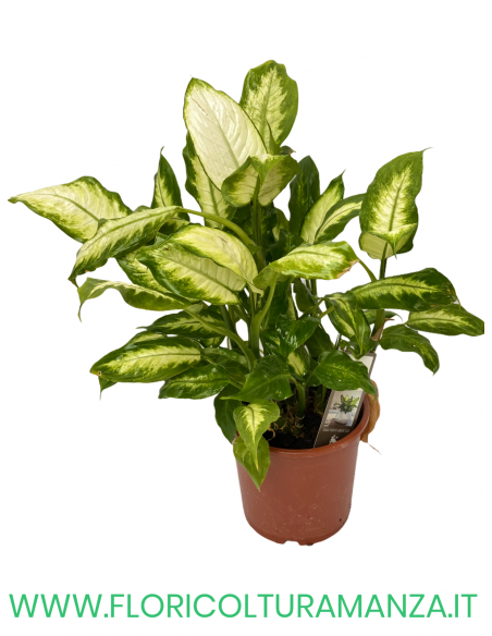 DIEFFENBACHIA VASO 18