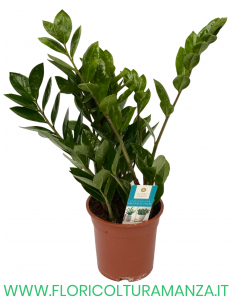 ZAMIOCULCAS VASO 17