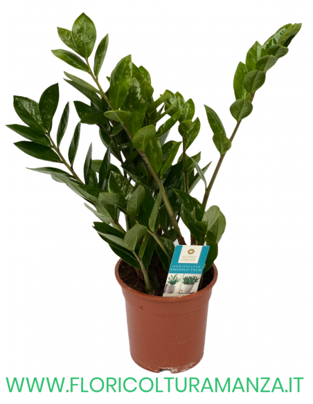 ZAMIOCULCAS VASO 17