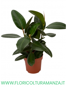 FICUS VASO 20
