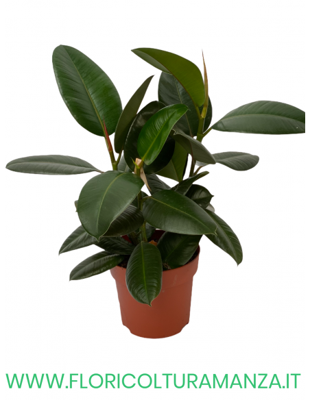 FICUS VASO 20