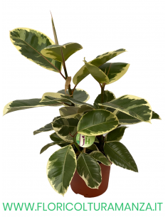FICUS VASO 20 2