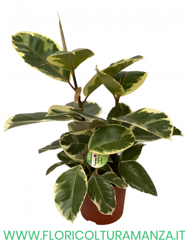 FICUS VASO 20