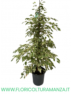 FICUS BENJAMIN VASO 26